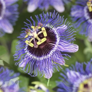 K75905   Passiflora 'Purple Rain'