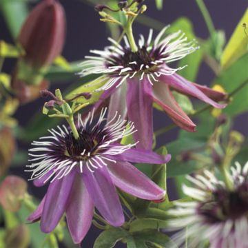 K76505   Passiflora 'Victoria'
