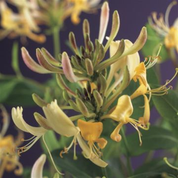 K68105   Lonicera periclymenum