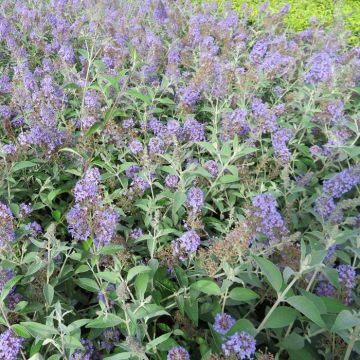 Buddleja Lochinch