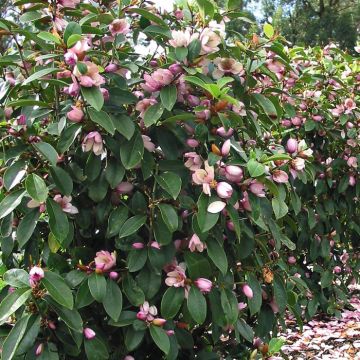 Michelia Fairy Magnolia Blush