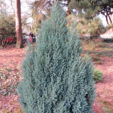 Juniperus chinensis Stricta 20170216 1