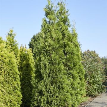 Thuja occidentalis King of Brabant