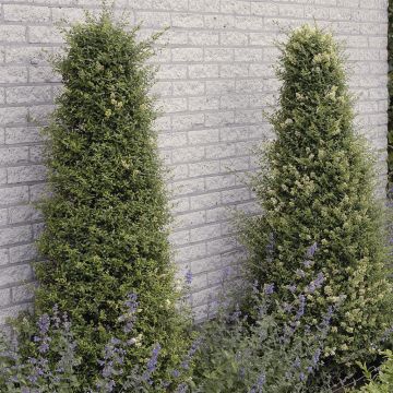 Ligustrum ovalifolium Ligustrum ovalifolium