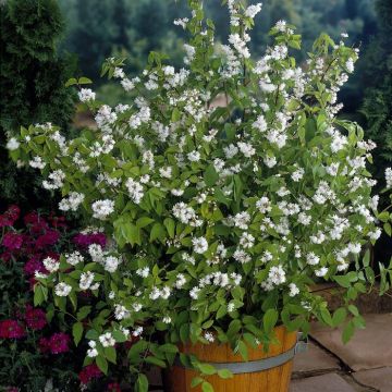 Deutzia crenata Pride of Rochester