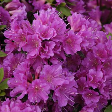 Rhododendron Geisha Lilac