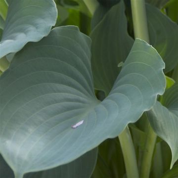 Hosta Moonlight Sonata (Shiny Sonata) Hosta Moonlight Sonata (Shiny Sonata)