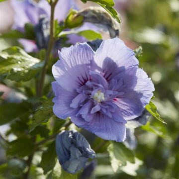 Hibiscus syriacus Blue Chiffon