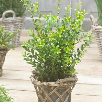 Ilex maximowicziana var. kanehirae