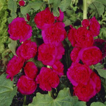 Alcea rosea double red Alcea rosea double red