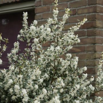 Osmanthus x burkwoodii