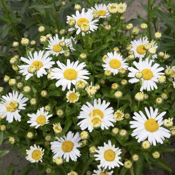 Leucanthemum New Becky(western star leo) Leucanthemum New Becky(western star leo)