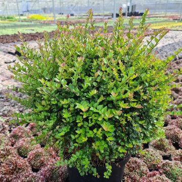 Lonicera Copper Glow