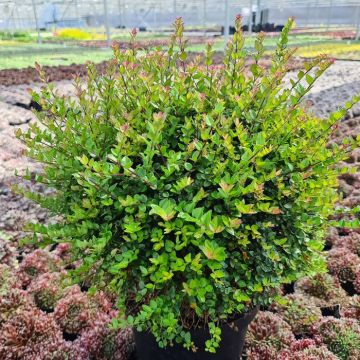 Lonicera Copper Glow