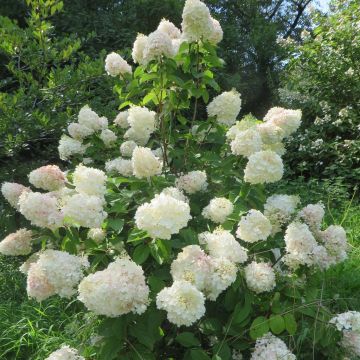 Hydrangea paniculata Silver Dollar