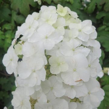 Hydrangea quercifolia Burgundy
