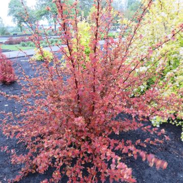 Physocarpus opulifolius LITTLE ANGEL Physocarpus opulifolius LITTLE ANGEL