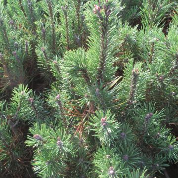 Pinus mugo  mugo
