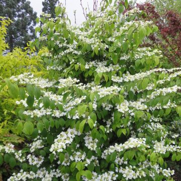 Viburnum plicatum KILIMANDJARO