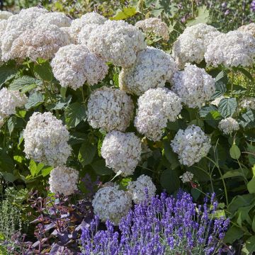 Hydrangea Candybelle Marshmellow (4)