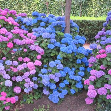 Hydrangea macrophylla Blauer Zwerg