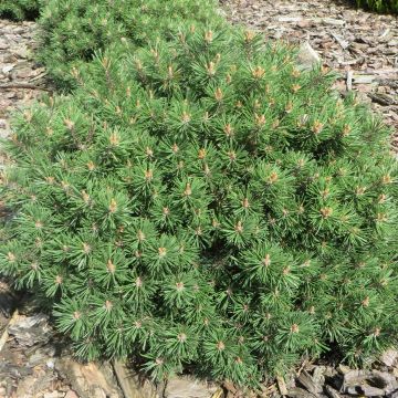 Pinus uncinata Horni Hazle