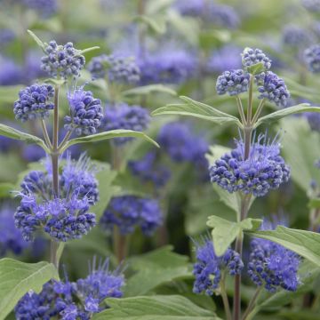 Caryopteris x clandonensis Inoveris Grand Bleu