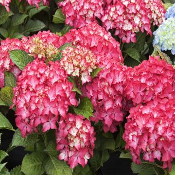 Hydrangea macrophylla Selma