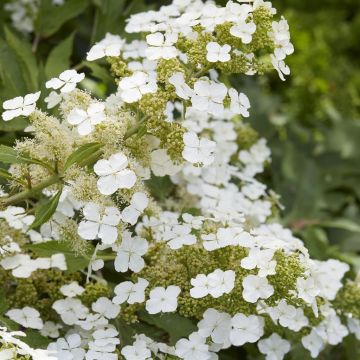 Hydrangea quercifolia Ice Crystal