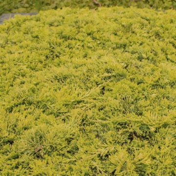 Juniperus horizontalis Golden Carpet