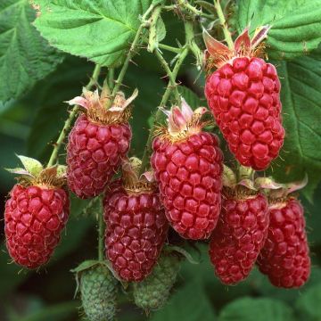 Rubus idaeus(Glen Dee)