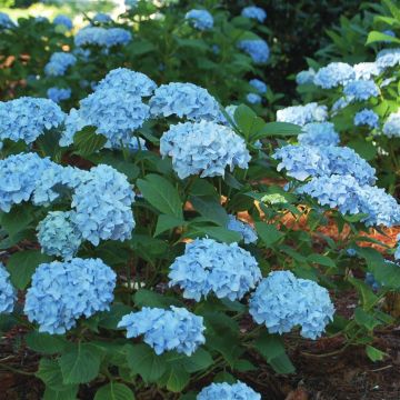 Mini Penny Hydrangea_habit