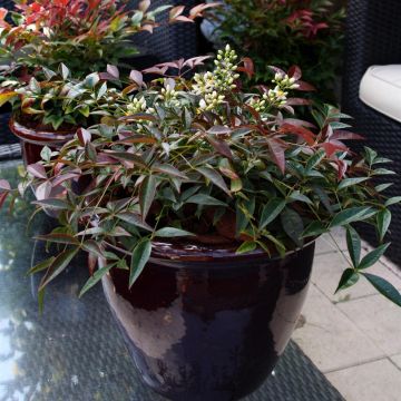 Nandina FLIRT ('Murasaki'PBR) (25) Nandina FLIRT ('Murasaki'PBR) (25)