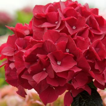 Hydrangea macrophylla MagicalÂ® Ruby Red(Bright Red)