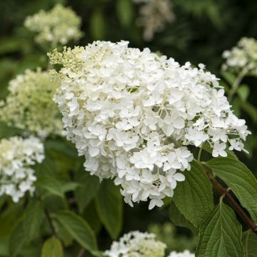 Hydrangea paniculata Little Lamb(Little Spooky)