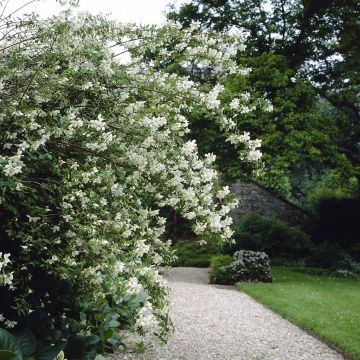 Philadelphus Lemoinei