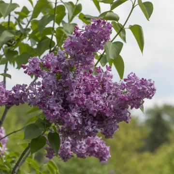 Syringa vulgaris MarÃ©chal Foch