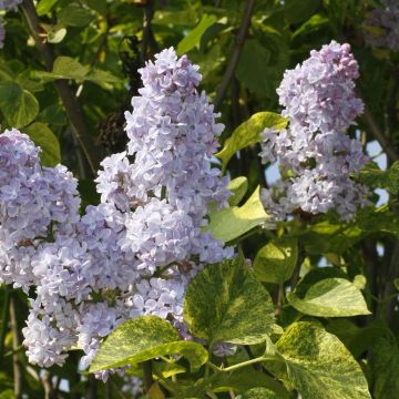Syringa vulgaris Aucubaefolia 20190522 KSBB1