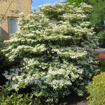 Viburnum plicatum St Keverne 20190501 C