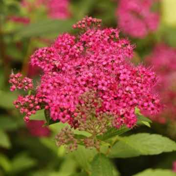 Spiraea japonica Dart's Red