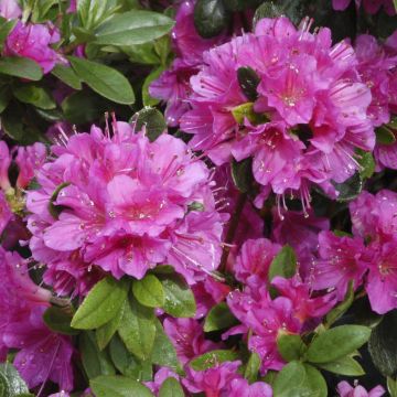 Rhododendron Geisha Purple