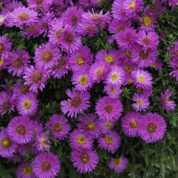 Aster Starlight (Purple) Aster Starlight (Purple)