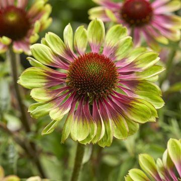 Echinacea purpurea Green Twister Echinacea purpurea Green Twister