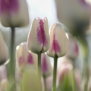 Tulipa Flaming Purissima