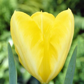 Tulipa Yellow Purissima