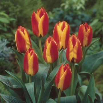 Tulipa Charmeuse