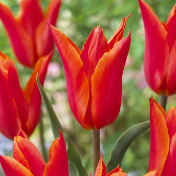 Tulipa Ballerina