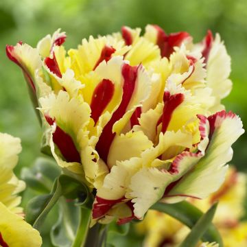 Tulipa Double Flaming Parrot Tulipa Double Flaming Parrot