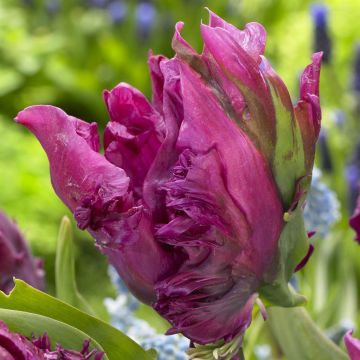 Tulipa Parrot Prince Tulipa Parrot Prince