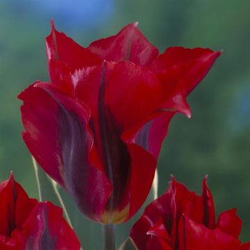 Tulipa Esperanto